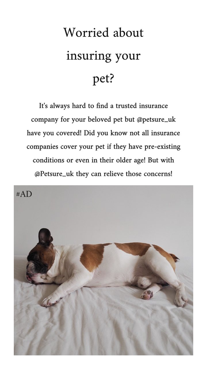 Petsure campaign story — experience-led creator copy about pre-existing conditions cover